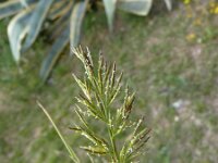 Desmazeria rigida 6, Stijf hardgras, Saxifraga-Jasenka Topic