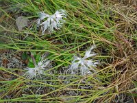 Dianthus arenarius 17, Zandanjer, Saxifraga-Hans Grotenhuis
