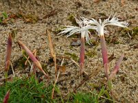 Dianthus arenarius ssp arenarius 21, Zandanjer, Saxifraga-Hans Grotenhuis