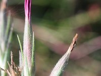 Dianthus armeria 12, Ruige anjer, Saxifraga-Rutger Barendse