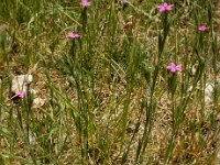 Dianthus armeria 33, Ruige anjer, Saxifraga-Ed Stikvoort