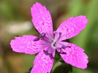 Dianthus armeria 7, Ruige anjer, Saxifraga-Sonja Bouwman  900. Ruige anjer - Dianthus armeria - Caryophyllaceae familie (i) Ecozone De Klomp (Ede)