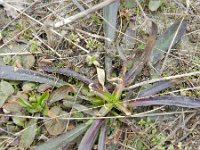 Dianthus armeria 9, Ruige anjer, Saxifraga-Rutger Barendse