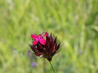 Dianthus carthusianorum 15, Karthuizer anjer, Saxifraga-Jeroen Willemsen