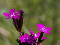 Dianthus carthusianorum 19, Kartuizer anjer, Saxifraga-Jan Nijendijk