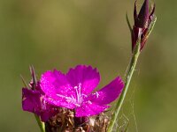 Dianthus carthusianorum 20, Kartuizer anjer, Saxifraga-Jan Nijendijk