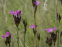 Dianthus carthusianorum 21, Kartuizer anjer, Saxifraga-Willem van Kruijsbergen
