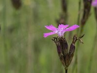 Dianthus carthusianorum 23, Kartuizer anjer, Saxifraga-Willem van Kruijsbergen