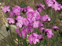 Dianthus carthusianorum 3, Karthuizer anjer, Saxifraga-Jan van der Straaten