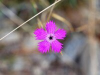 Dianthus carthusianorum 36, Kartuizer anjer, Saxifraga-Tom Heijnen
