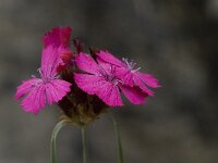 Dianthus carthusianorum ssp carthusianorum 11, Karthuizer anjer, Saxifraga-Willem van Kruijsbergen