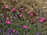 Dianthus carthusianorum ssp carthusianorum 4, Karthuizer anjer, Saxifraga-Willem van Kruijsbergen