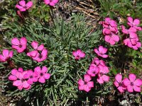 Dianthus carthusianorum var vaginatus 32, Saxifraga-Harry Jans