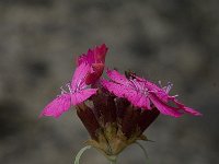 Dianthus carthusianorum ssp carthusianorum 8, Karthuizer anjer, Saxifraga-Willem van Kruijsbergen