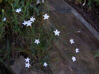 Dianthus cretaceus 2, Saxifraga-Ed Stikvoort