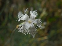 Dianthus crinitus 1, Saxifraga-Ed Stikvoort