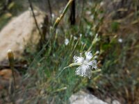 Dianthus crinitus 2, Saxifraga-Ed Stikvoort