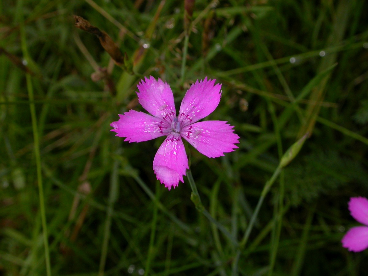 Heidenelke 750 semillas Dianthus deltoides Heide clavel mil hermosa Pink 
