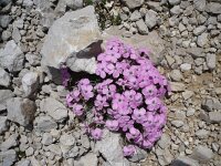 Dianthus freynii 2, Saxifraga-Jasenka Topic
