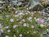Dianthus hyssopifolius 22, Saxifraga-Ed Stikvoort : Refugio de Aliva - Sotres s9900