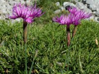 Dianthus hyssopifolius 27, Saxifraga-Ed Stikvoort : Espinama - Fuente Dé - Regugio de Aliva s9900