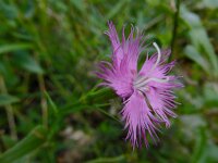 Dianthus hyssopifolius 29, Saxifraga-Ed Stikvoort : Poncebos s9900