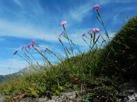 Dianthus hyssopifolius 30, Saxifraga-Ed Stikvoort : Posada de Valdeón - Espinama s9900