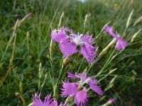Dianthus hyssopifolius 33, Saxifraga-Ed Stikvoort : Posada de Valdeón - Espinama s9900
