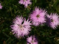 Dianthus hyssopifolius 5, Saxifraga-Dirk Hilbers