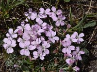 Dianthus microlepis 12, Saxifraga-Harry Jans  Dianthus microlepis