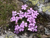 Dianthus microlepis 15, Saxifraga-Harry Jans  Dianthus microlepis