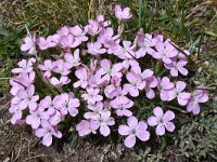 Dianthus microlepis 16, Saxifraga-Harry Jans  Dianthus microlepis