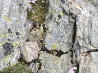 Dianthus microlepis 17, Saxifraga-Harry Jans  Dianthus microlepis