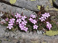 Dianthus microlepis 18, Saxifraga-Harry Jans  Dianthus microlepis