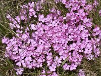 Dianthus microlepis 19, Saxifraga-Harry Jans  Dianthus microlepis