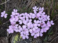Dianthus microlepis 20, Saxifraga-Harry Jans  Dianthus microlepis