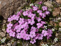 Dianthus microlepis 23, Saxifraga-Harry Jans  Dianthus microlepis