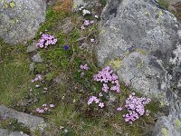 Dianthus microlepis 27, Saxifraga-Harry Jans  Dianthus microlepis