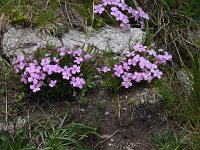 Dianthus microlepis 29, Saxifraga-Harry Jans  Dianthus microlepis