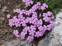 Dianthus microlepis 31, Saxifraga-Harry Jans  Dianthus microlepis