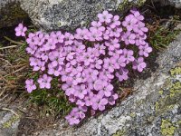 Dianthus microlepis 32, Saxifraga-Harry Jans  Dianthus microlepis