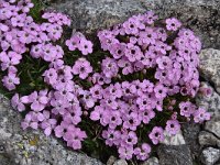 Dianthus microlepis 33, Saxifraga-Harry Jans  Dianthus microlepis