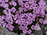 Dianthus microlepis 34, Saxifraga-Harry Jans  Dianthus microlepis