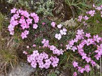 Dianthus microlepis 36, Saxifraga-Harry Jans  Dianthus microlepis