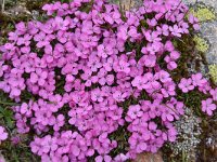 Dianthus microlepis 39, Saxifraga-Harry Jans  Dianthus microlepis