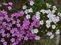 Dianthus microlepis 42, Saxifraga-Harry Jans  Dianthus microlepis
