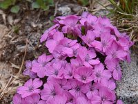 Dianthus microlepis 43, Saxifraga-Harry Jans  Dianthus microlepis