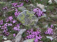 Dianthus microlepis 44, Saxifraga-Harry Jans  habitat Dianthus microlepis : Habitat