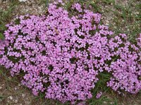 Dianthus microlepis 45, Saxifraga-Harry Jans  Dianthus microlepis