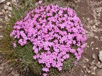 Dianthus microlepis 46, Saxifraga-Harry Jans  Dianthus microlepis